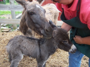 Spring is time for baby donkeys!