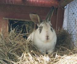 Bunnies await your visit!