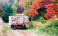 Fall folliage