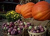 Giant "Big Mac" pumpkins